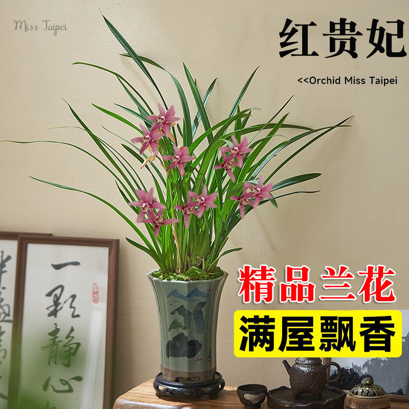 兰花苗盆栽夏带花苞发货室内建兰香兰墨兰名贵花卉红贵妃四季开花