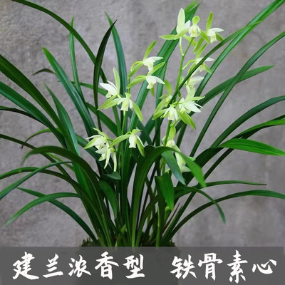 铁骨素心建兰浓香型兰花四季兰