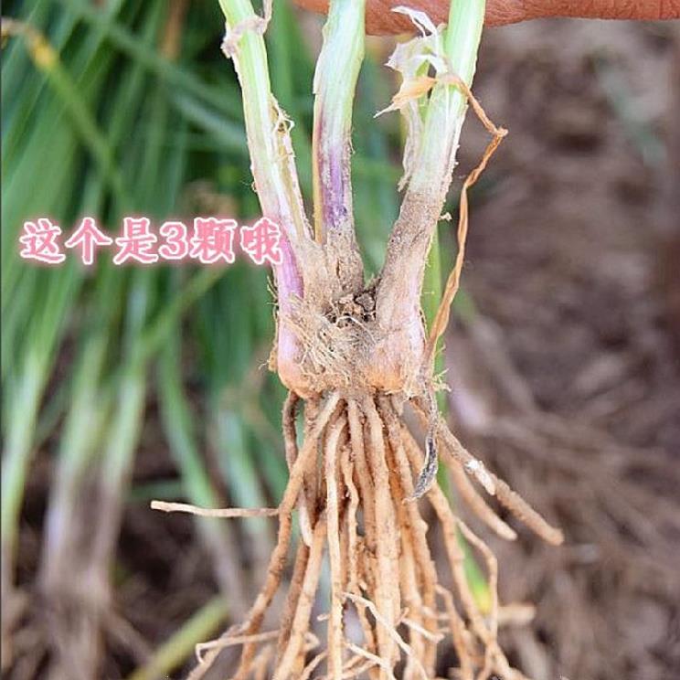 宽叶野韭菜根苗大叶红根儿细叶园栽细叶土我买现挖窄叶老品种紫根