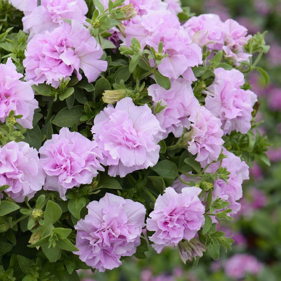 秋季新品超级矮牵牛中苗垂钓系列耐寒草花爆盆神器 2盆包邮