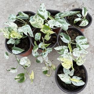 薄荷麒麟尾白锦麒麟尾攀爬垂吊桌面阳台室内网红绿植物盆栽耐阴