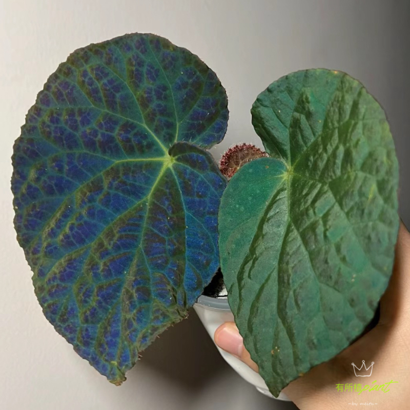 绿植反植物植秋海棠网红蓝光有所滇缅热带秋海棠伊丽莎白