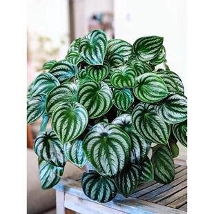 西瓜皮椒草麒麟盆栽草植物送礼室内瓜好养甲醛ins吸园艺植懒人