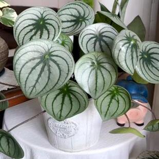 麒麟瓜秋海棠蟆叶类阳台室外室内客厅桌面绿植盆栽观叶赏花植物