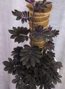 南美原生茄科solanum uleanum 厄瓜多尔茄秋海棠 紫色爬藤类植物