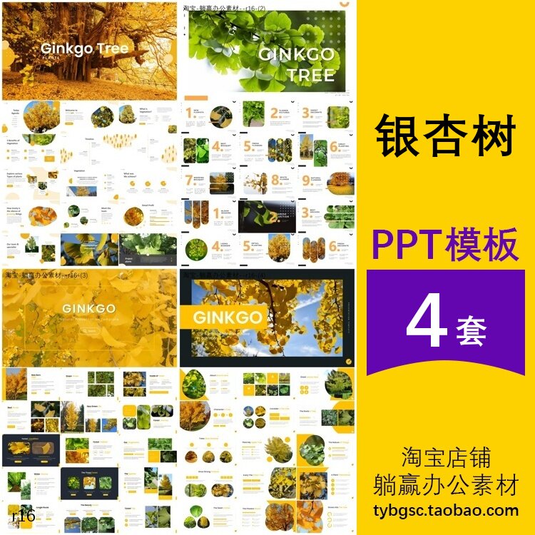 银杏树ppt树叶介绍植物树木认识观察种植简介主题背景ppt模板