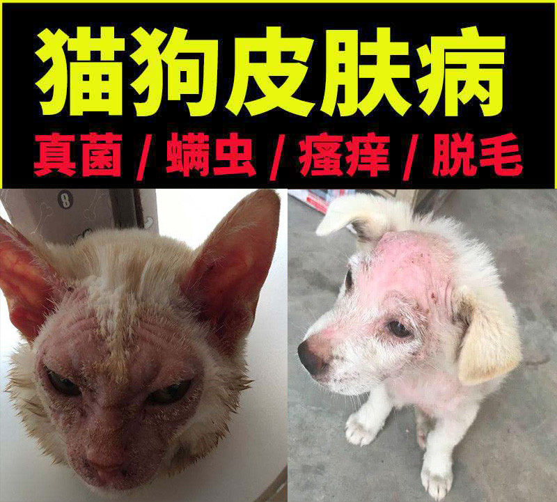 狗狗皮肤病专用药伴肤爽喷剂猫癣猫狗皮肤病喷剂狗狗真菌螨虫去猫