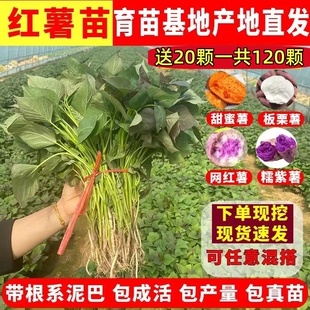 红薯苗高产食叶型蜜薯25紫薯一点红烟薯西瓜红白心板栗种植秧苗种