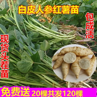 新品种白皮白心红薯苗种地瓜叶苗番薯苗秧高产红著秧苗脱毒人参薯
