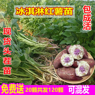 一点红红薯苗冰淇淋高产种植地瓜秧苗红薯叶苗番薯苗山芋苗秧种薯