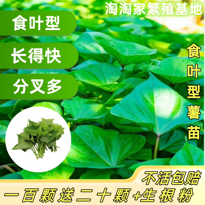 食用叶型专吃叶子的番薯叶叶红薯苕尖种地瓜苗秧红薯叶苗红苕苗种