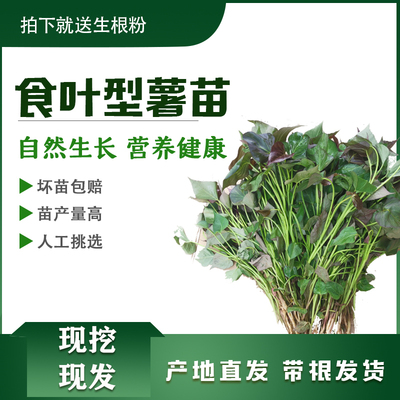 农科院食叶型红薯苗种番薯种苗专吃叶子的地瓜秧苗食用蔬菜苗红著