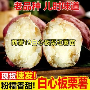 商薯19红薯秧苗白心板栗红著苗种白薯地瓜苗秧番薯山芋红署蕃薯
