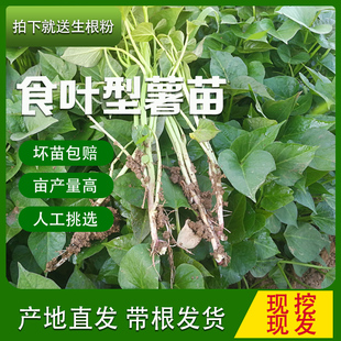 食叶型红薯地瓜叶苗秧专吃叶子的红薯苗种高产山芋广菜种植蔬菜苗
