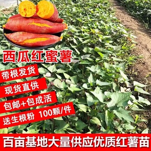 西瓜红蜜薯苗地瓜秧苗番薯苗种高产种植红薯苗秧红著叶苗山芋板栗