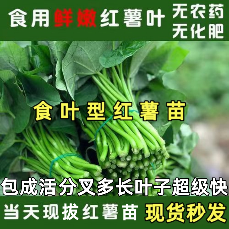 食叶型红薯苗种专吃叶子的地瓜苗蔬菜番薯秧食用广西菜苗养心秧苗使用感如何?