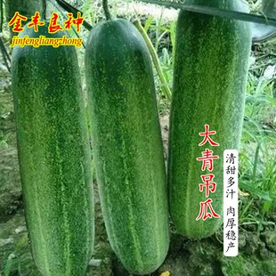 广东花青大吊瓜苗秧苗种子大青瓜耐热黄瓜苗种籽四季蔬菜种孑苗秧
