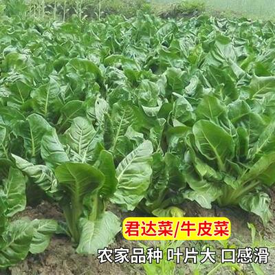 牛皮菜种子君达菜种籽