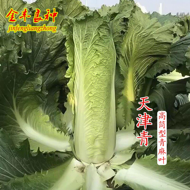 天津青白菜种子竹筒包青口菜青麻叶直筒结球大白菜种籽青梢白秋孑