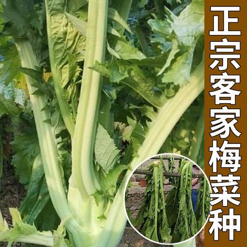 正宗客家梅菜种子秋冬季
