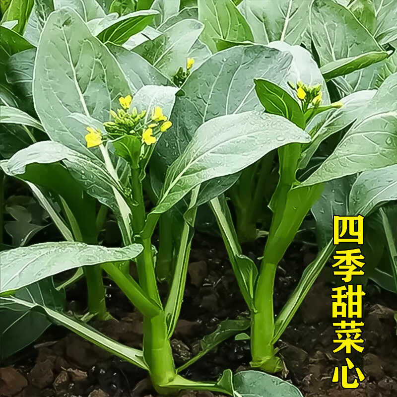 蔬菜种孑广东四季庭院速生