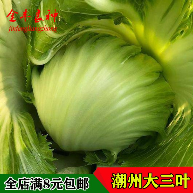 潮州大三叶包心芥菜种籽潮州大菜腌制咸菜庭院阳台耐寒蔬菜种子籽