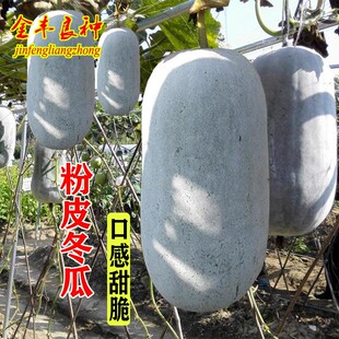 粉皮冬瓜苗秧苗种子迷你白皮毛瓜种籽春秋季早熟高产四季蔬菜种孑