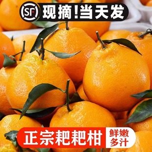 正宗四川春见耙耙柑当季新鲜眉山粑粑柑水果孕妇丑八怪柑橘子包邮