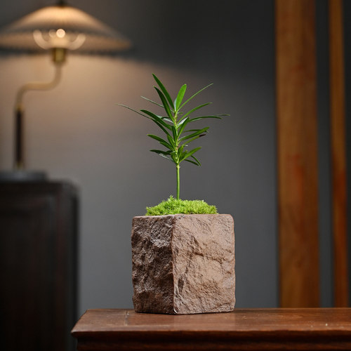 兰姿维家居绿植盆栽摆件