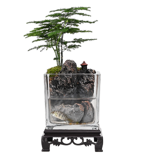 生态瓶苔藓微景观桌面盆栽青苔造景绿植物闷养鱼缸办公室水培摆件