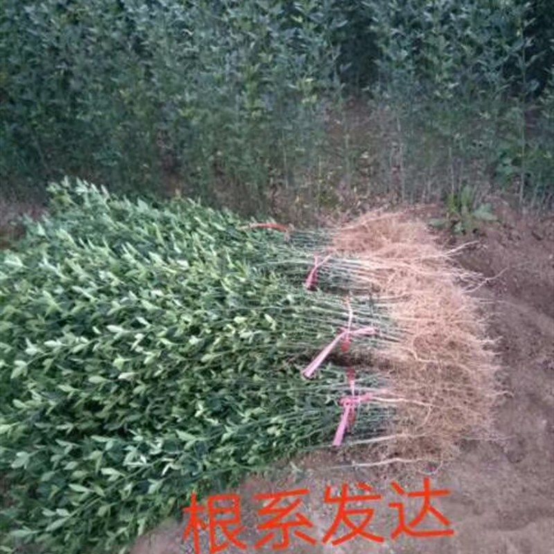 .枳壳苗.枸橘苗.刺树篱笆.围栏,嫁接柑橘柚子脐橙金桔嫁接用砧木