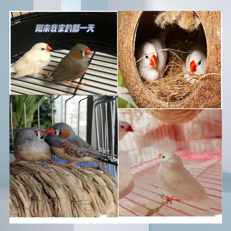 珍珠鸟家养宠物鸟灰色白色珍珠鸟小珍珠鸟一对可繁殖观赏鸟,搬运/仓储/物流设备,机械式停车设备（立体停车库）,淘宝优惠券,粉丝福利购,淘宝优惠卷