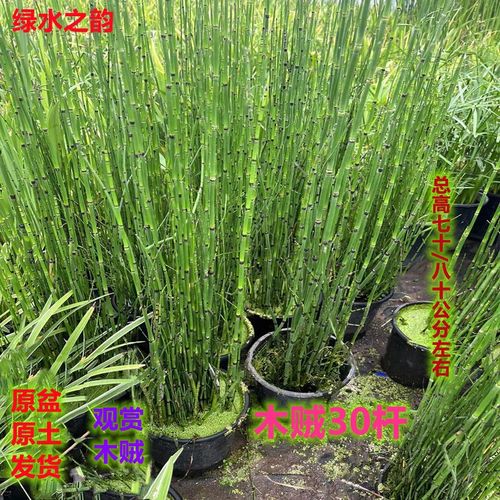 木贼四季常青耐寒喜光笔管草笔头草别墅庭院水景净化水质植物