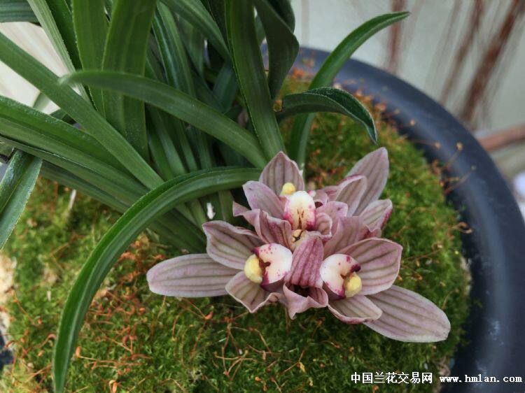 不含盆兰花苗兰花非常容易种阳台老云南j奇草本花卉盆栽莲瓣兰绿