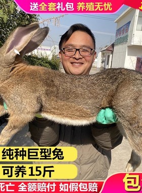 兔活物大型肉兔公母一对月月兔成年种兔食用家养比利时小兔子活体