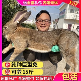兔活物大型肉兔公母一对月月兔成年种兔食用家养比利时小兔子活体