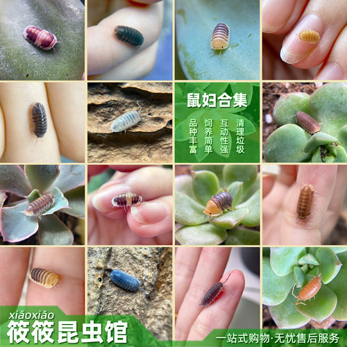 筱筱昆虫馆可爱西瓜虫无害可上手