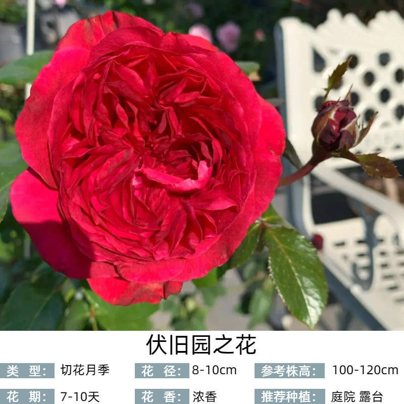 【伏旧园之花】2.5加仑根接大苗 新品月季品种多地栽庭院阳台楼