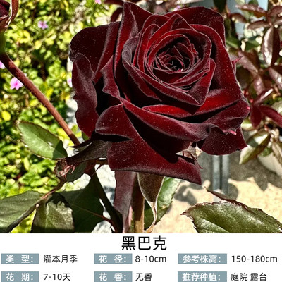 【黑巴克】一加仑扦插中苗 庭院盆栽地栽 月季玫瑰 四季开花阳