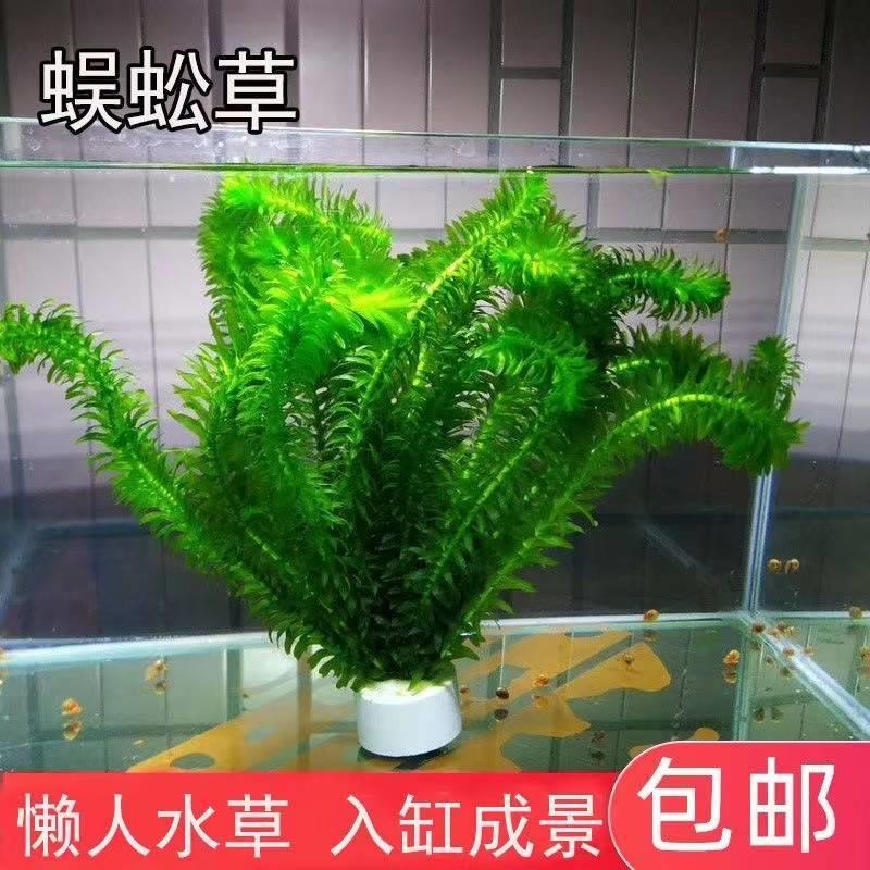 水草蜈蚣草活体鱼缸造景真水草装饰淡水植物新手懒人好养净化水质