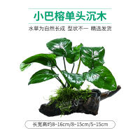 Fish tank driftwood, aquatic plants, lazy person's aquatic plants, live negative centipede, water purification, oxygenation, landscape decoration, base sand package thumbnail 3