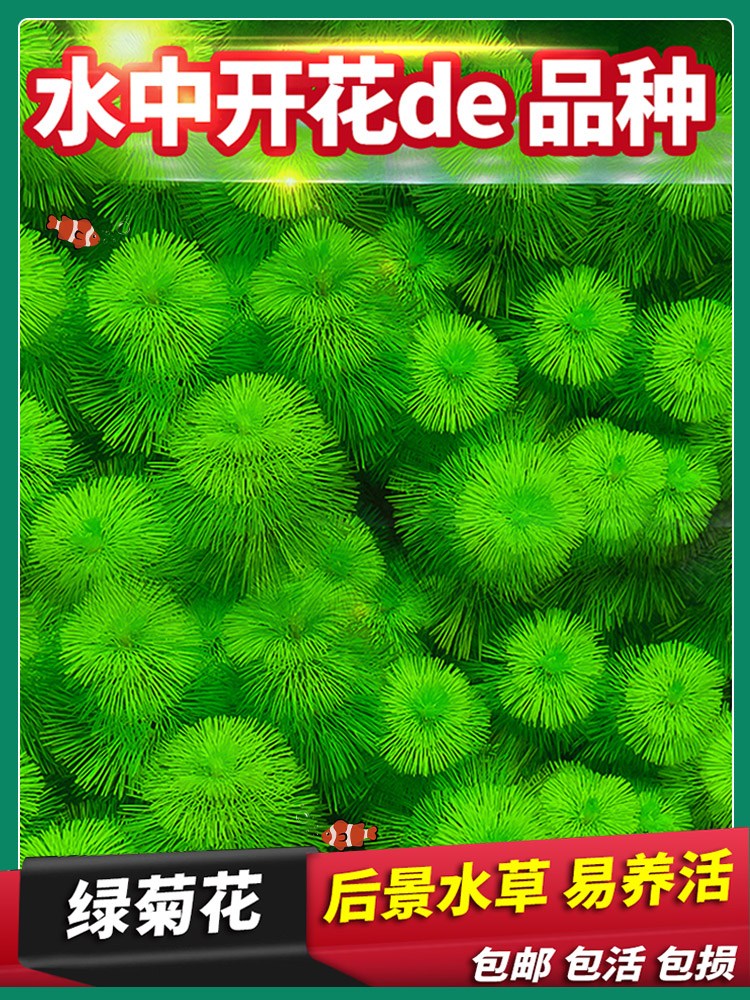 水族佳宠物直销店绿菊活体真水草