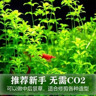水草日本珍珠草高珍珠鱼缸造景无需二氧化碳新手水草中景后景草