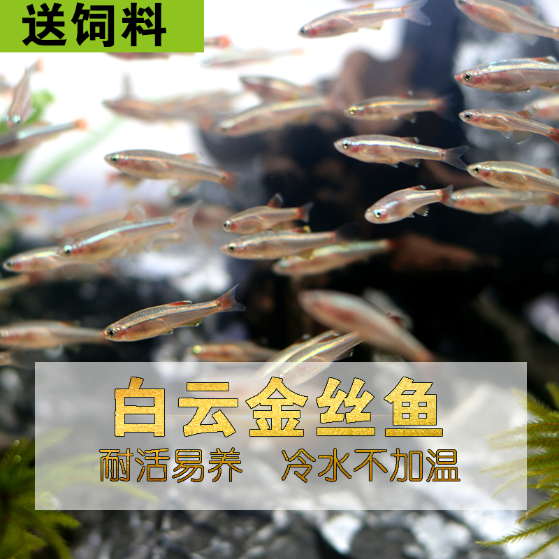白云金丝鱼冷水活体小型原生鱼唐鱼不加温观赏耐活淡红尾灯科包活