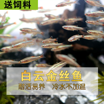 金丝鱼金丝鱼水族佳好养耐活淡水