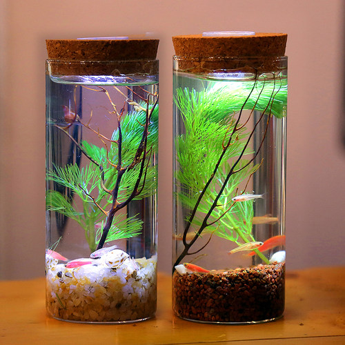 观赏生态瓶微景观办公免打理diy
