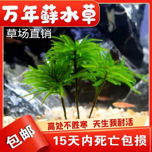 水草 万年藓水草 水草植物 鱼缸鱼草水草活体懒人水草耐低温造景 - 封面
