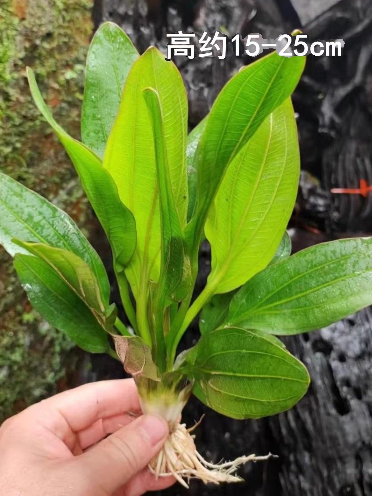 红九冠鱼缸造景懒人水草定植淡水植物水下阴性草装饰大叶迷你九冠