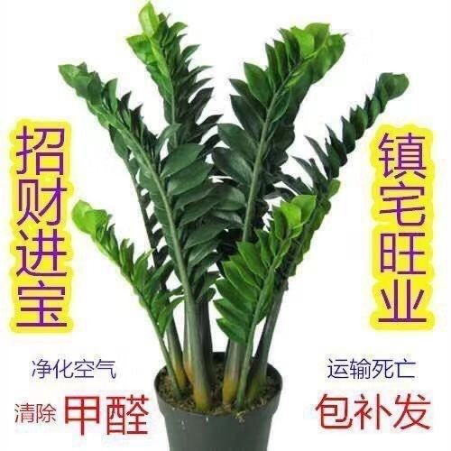 绿植盆栽室内植物大高客厅价格 绿植盆栽室内植物大高客厅图片 星期三
