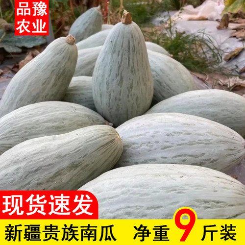 正宗新疆贵族南瓜板栗老南瓜